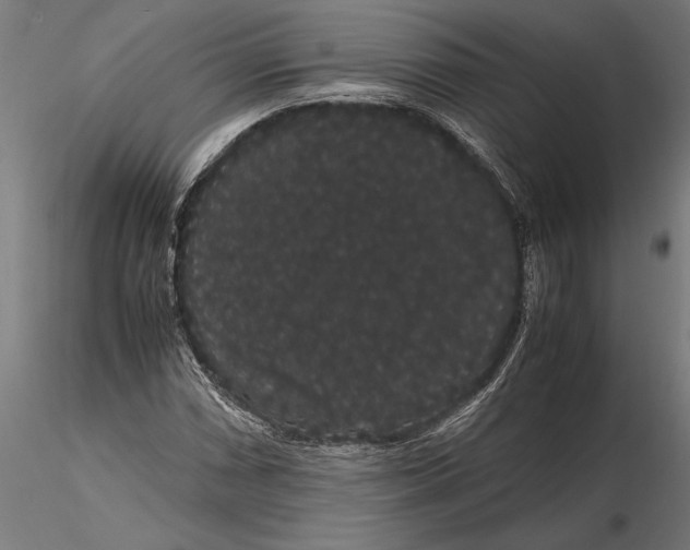 X0000116121066200912141040