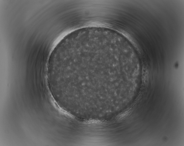 X0000116121094200912141039