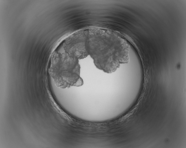 X0000116121133200912141039