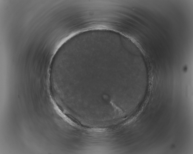 X0000116121134200912141039