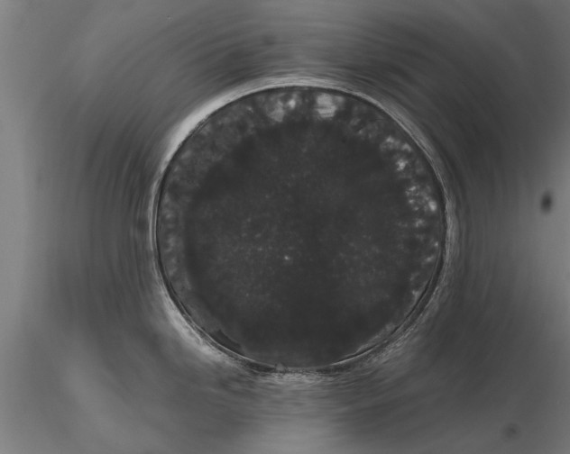 X0000116121246200912141037