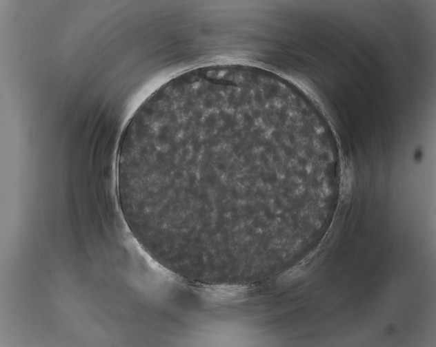 X0000116121294200912141036