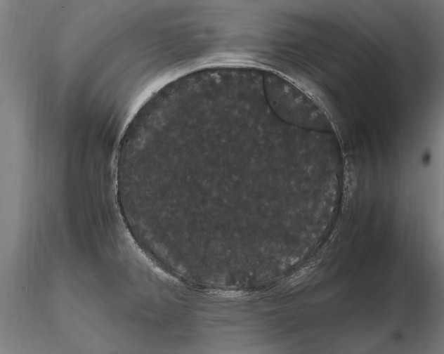 X0000116121382200912141035