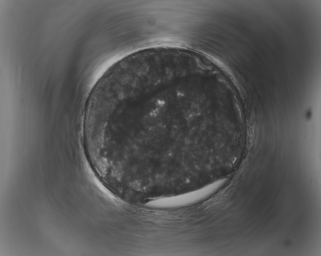 X0000116121383200912141035