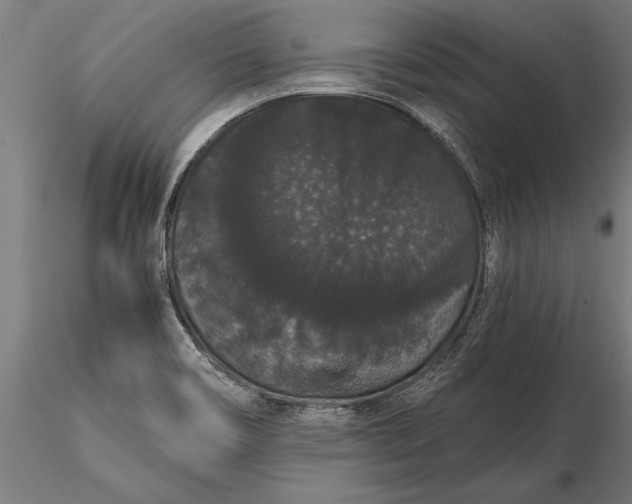 X0000116121466200912141033