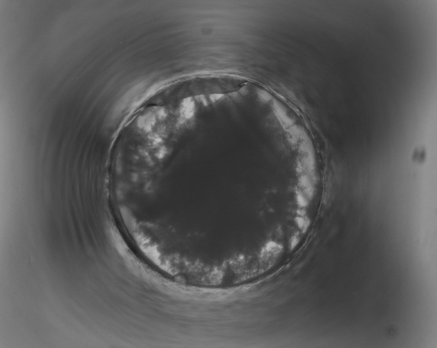 X0000116120002200912211703