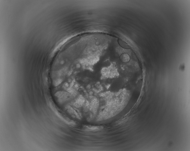 X0000116120155200912211701