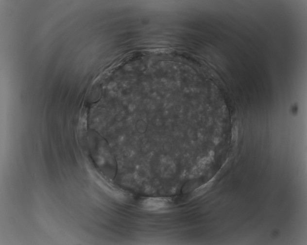 X0000116120179200912211701