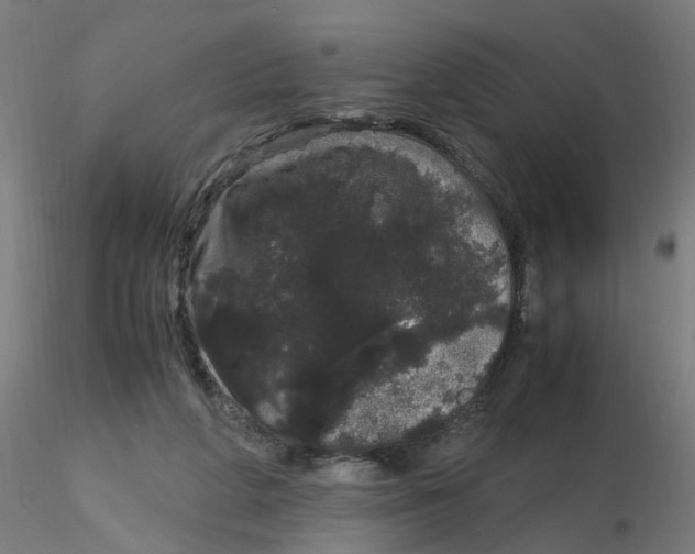 X0000116120210200912211701