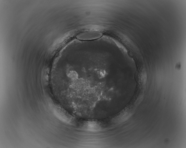 X0000116120264200912211700