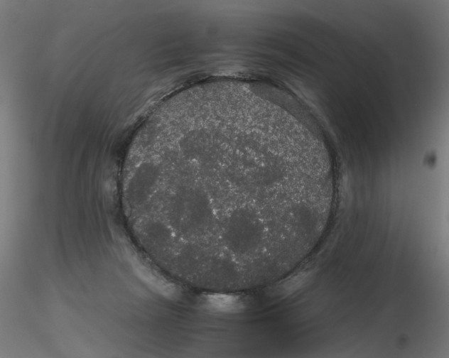 X0000116120265200912211700