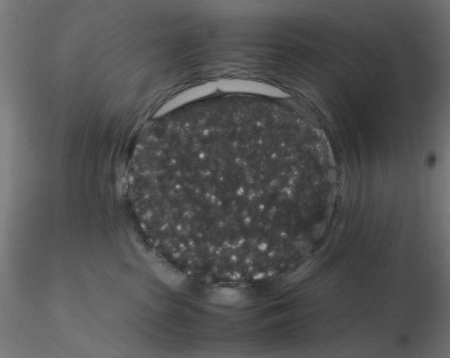 X0000116120285200912211700