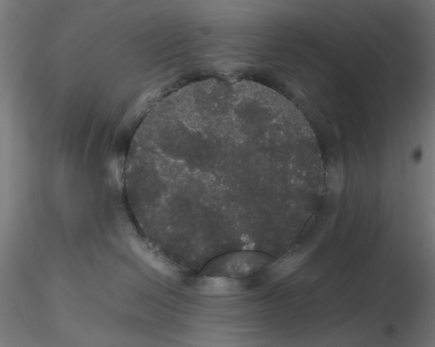 X0000116120286200912211700