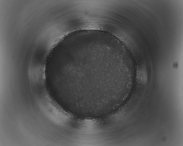 X0000116120302200912211659