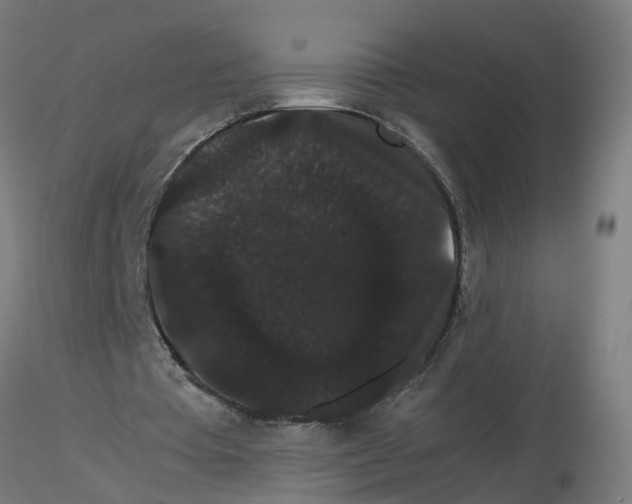 X0000116120385200912211658