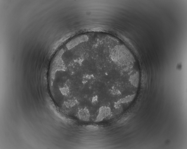 X0000116120394200912211658