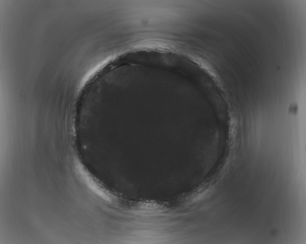 X0000116120399200912211658