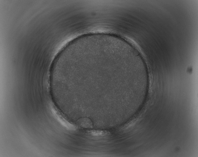 X0000116120439200912211657