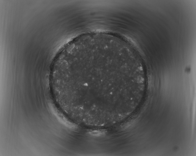 X0000116120447200912211657