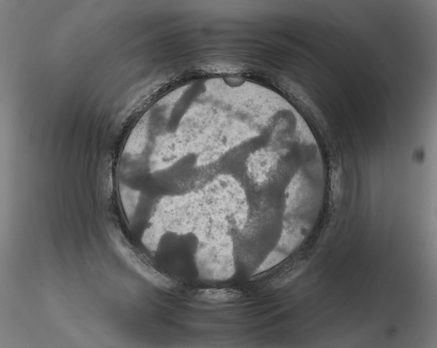 X0000116120541200912211656