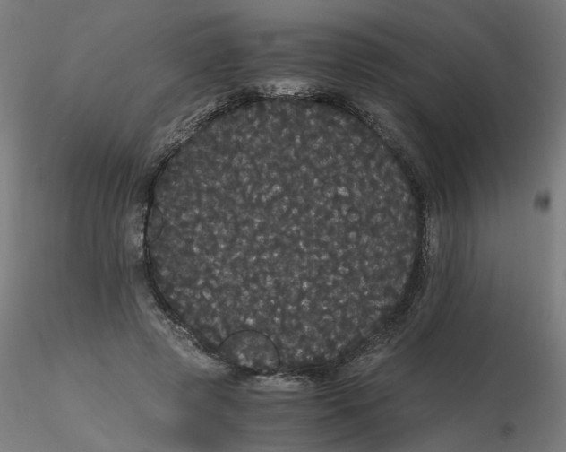 X0000116120545200912211656
