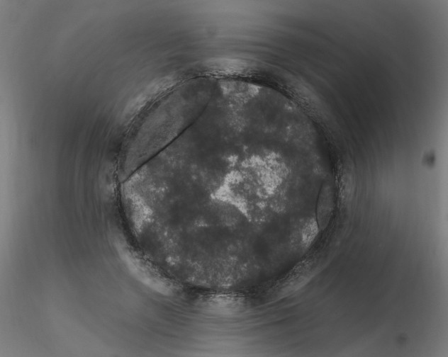 X0000116120546200912211656