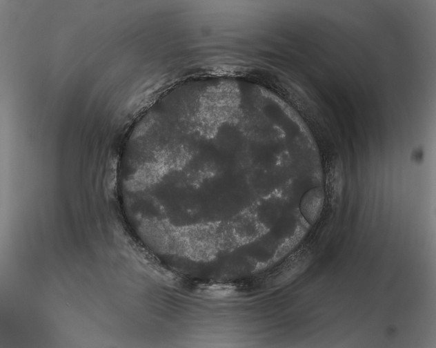 X0000116120554200912211656