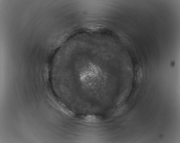 X0000116120562200912211656