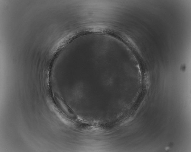 X0000116120589200912211655