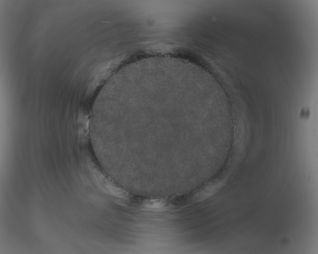 X0000116120624200912211655