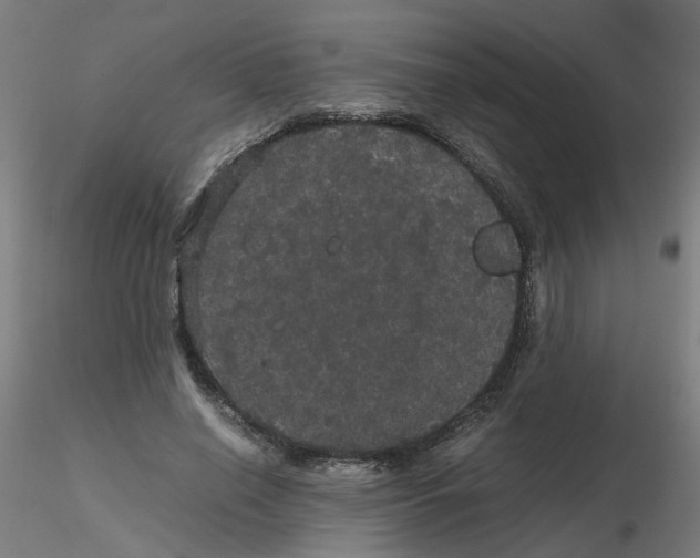 X0000116120638200912211655