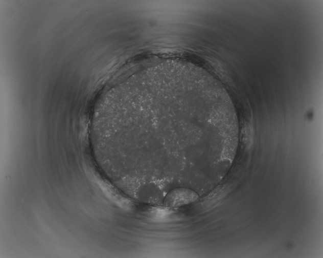 X0000116120662200912211655