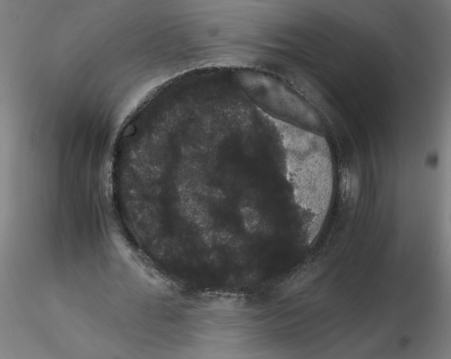 X0000116120676200912211654