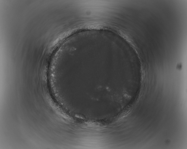 X0000116120681200912211654