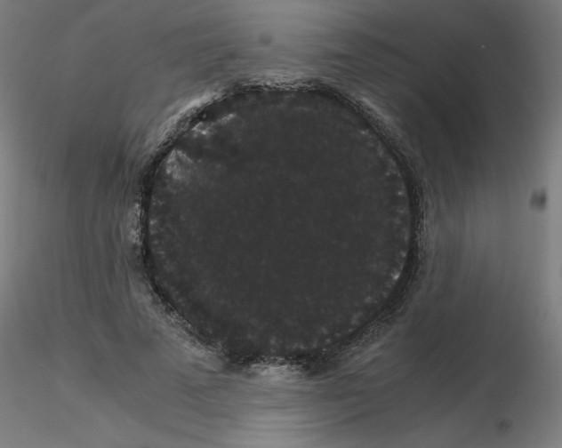 X0000116120689200912211654