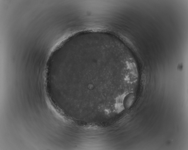 X0000116120730200912211653