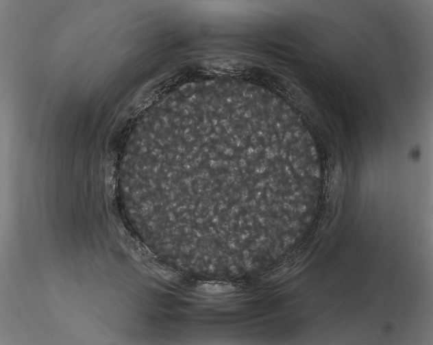 X0000116120749200912211653
