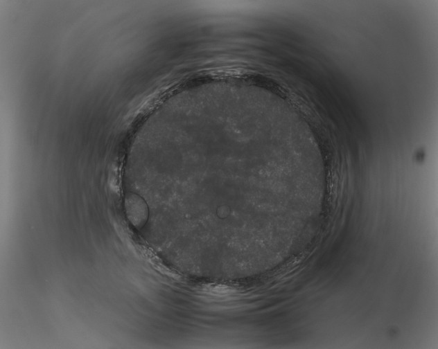 X0000116120755200912211654