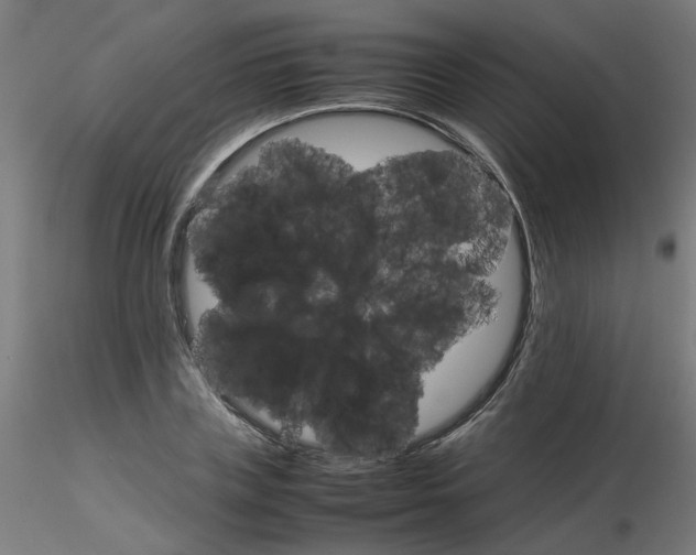 X0000116120835200912211652