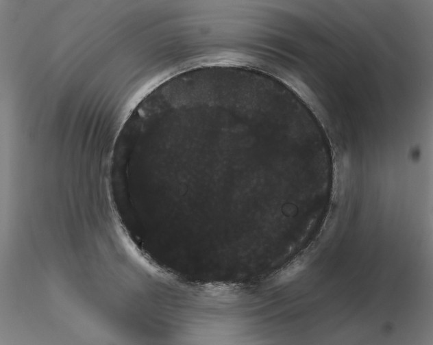 X0000116120850200912211652