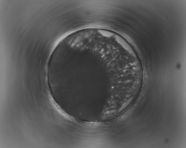 X0000116120854200912211652