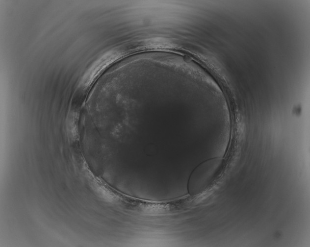 X0000116120889200912211651