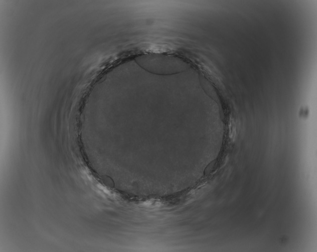 X0000116120961200912211650
