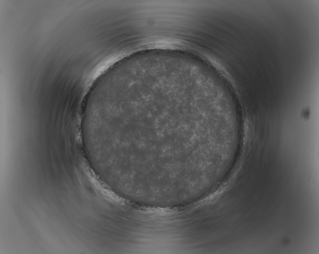 X0000116120970200912211650