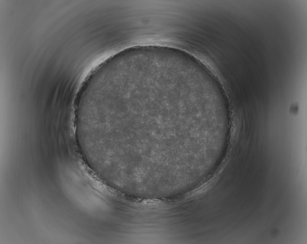 X0000116120974200912211650