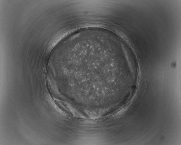 X0000116120985200912211650