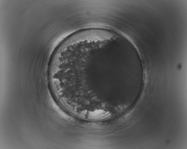 X0000116120995200912211650