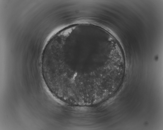 X0000116121045200912211650
