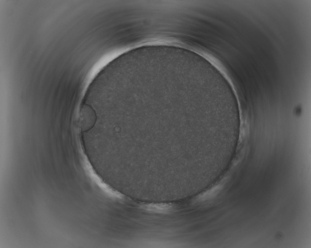 X0000116121053200912211650
