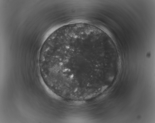 X0000116121055200912211650